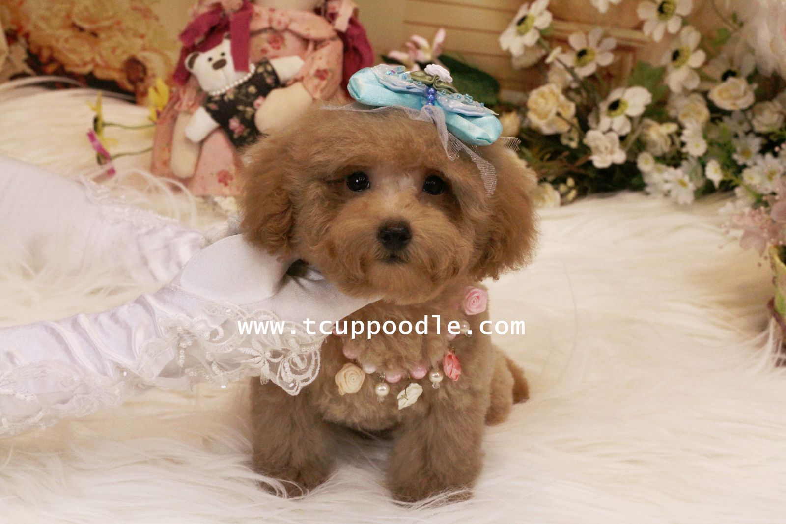 poodle teddy bear stadard pups 